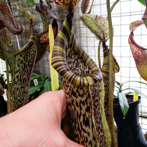 Close up of a striped Nepenthes burbidgeae x platychila BE-3886 pitcher held by a hand
