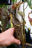 Nepenthes burbidgeae x platychila BE-3886