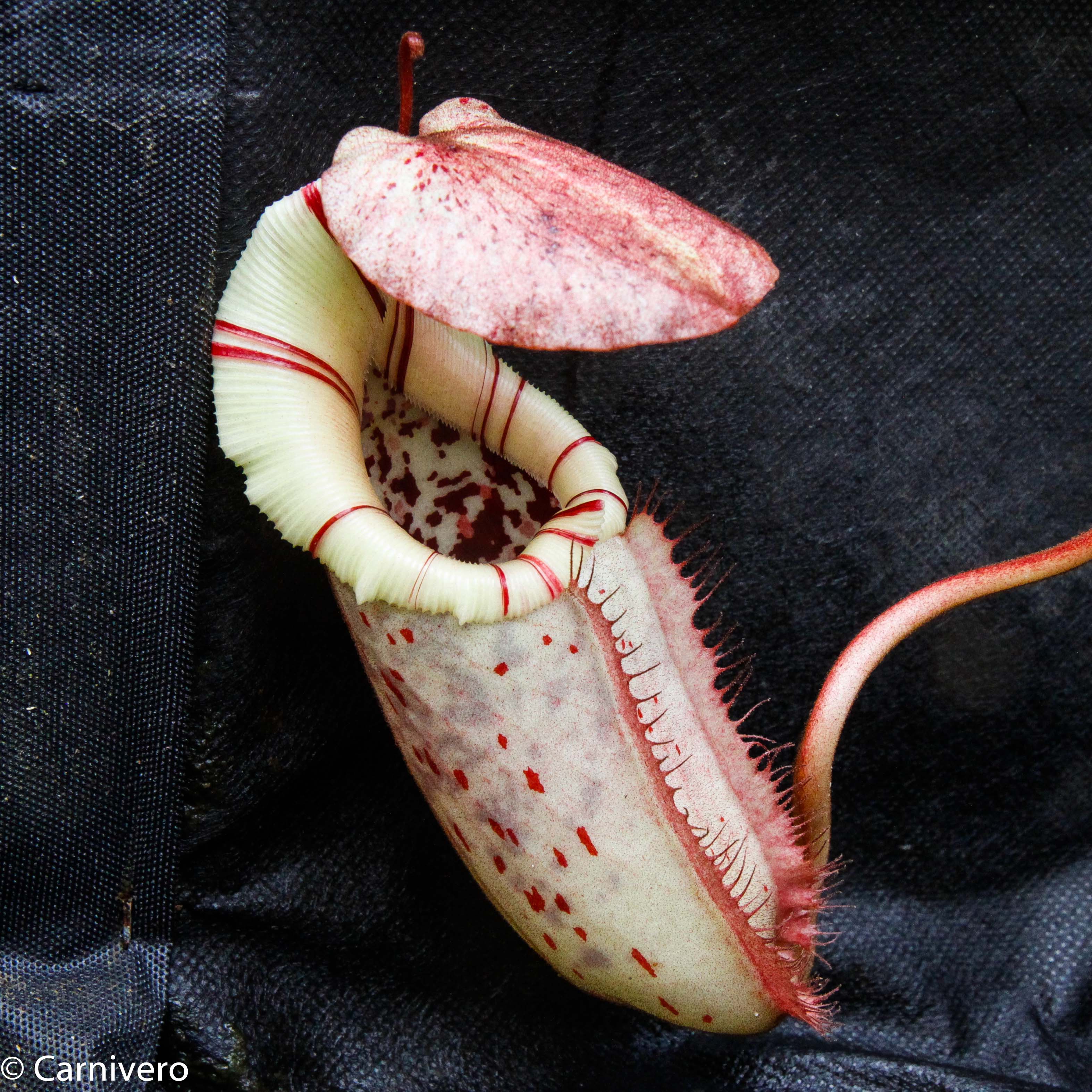 Nepenthes burbidgeae x robcantleyi, BE-3577 – Carnivero