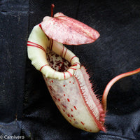Nepenthes burbidgeae x robcantleyi, BE-3577