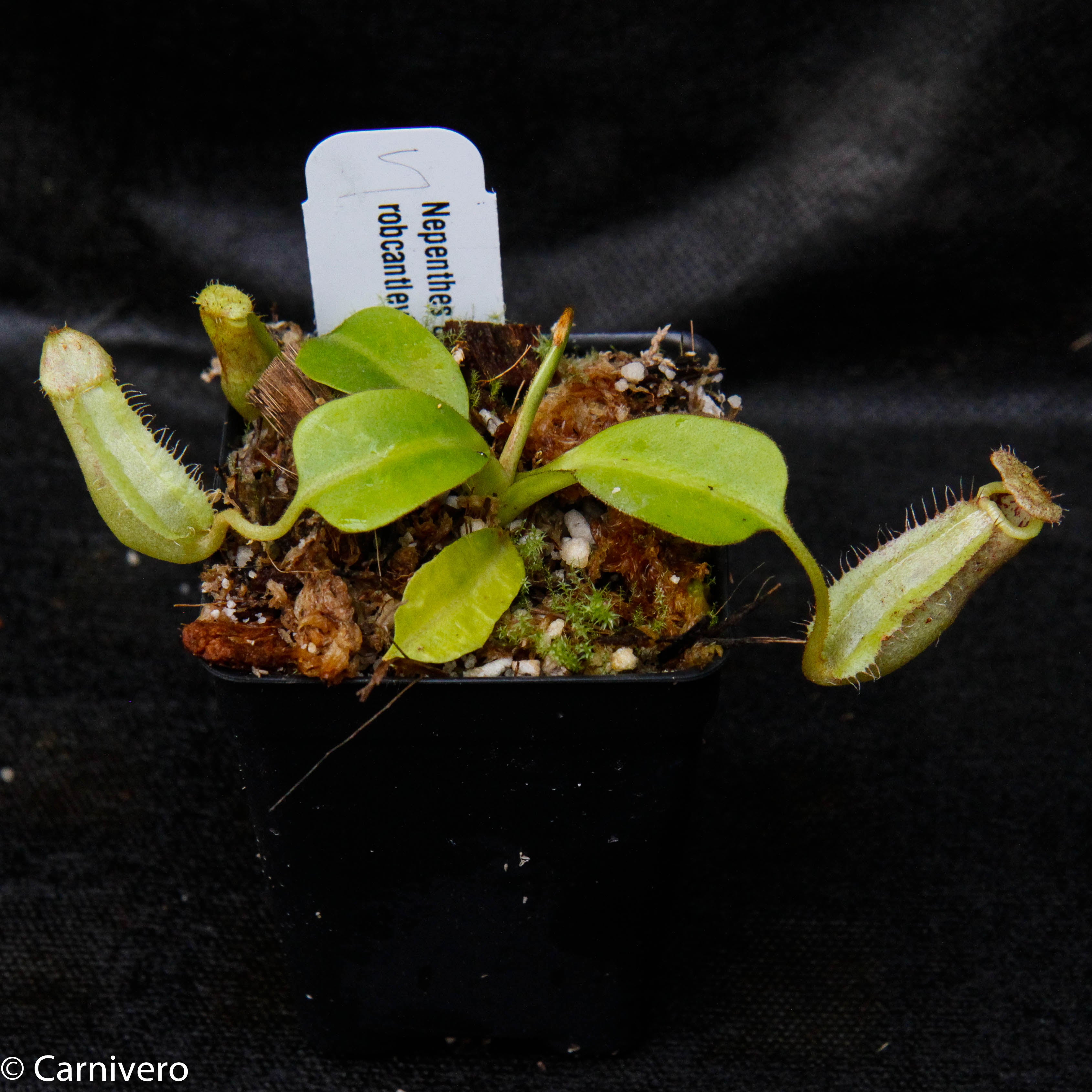 Nepenthes burbidgeae x robcantleyi, BE-3577 – Carnivero