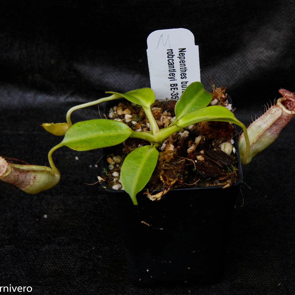
                      
                        Nepenthes burbidgeae x robcantleyi, BE-3577
                      
                    