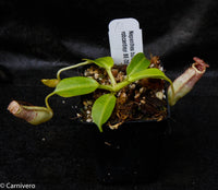 Nepenthes burbidgeae x robcantleyi, BE-3577