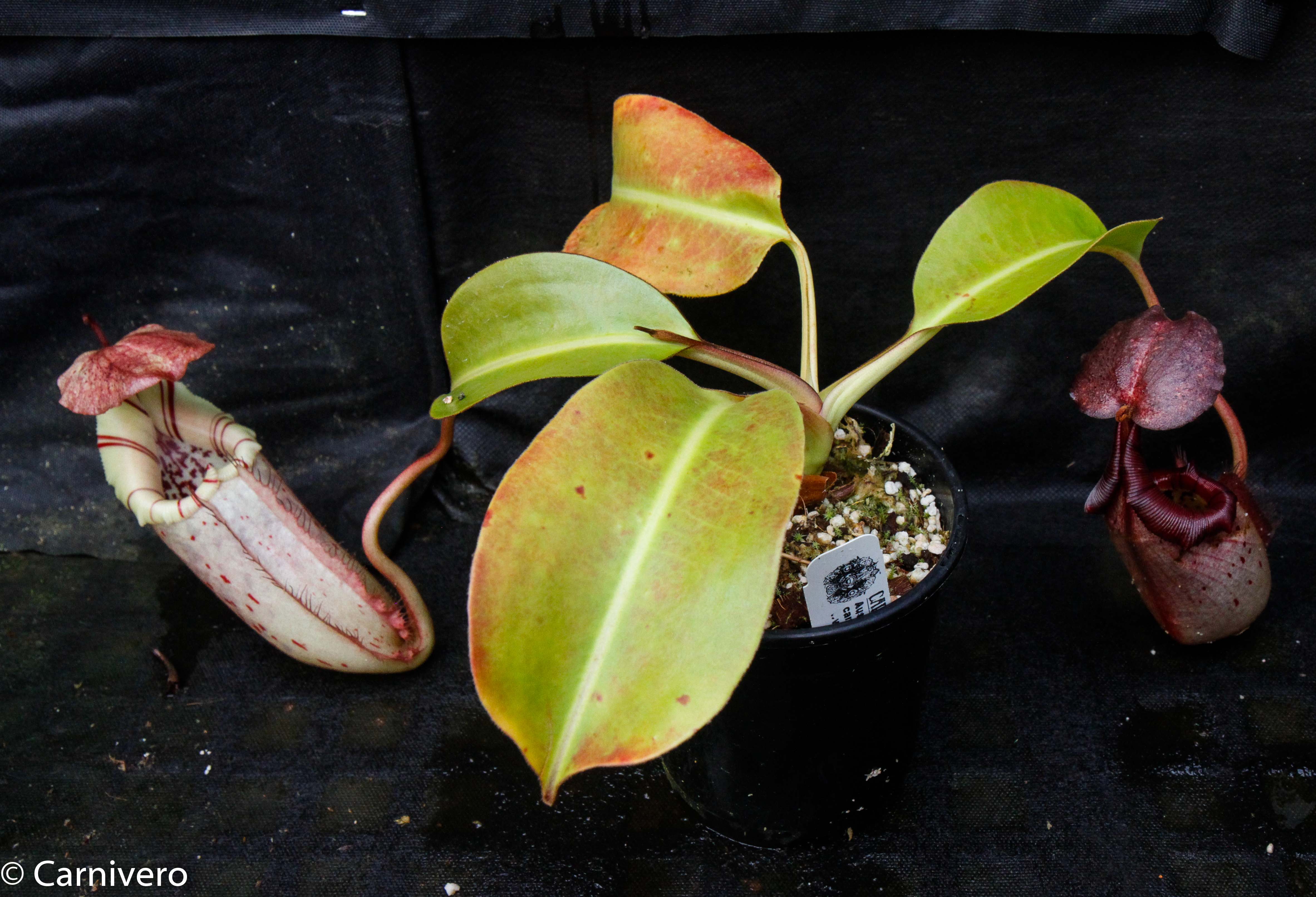 NOBInoBItA  Nepenthes burbidgeae x robcantleyi, BE-3577 – Carnivero