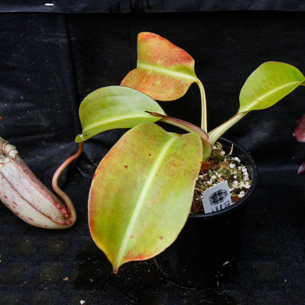 
                      
                        Nepenthes burbidgeae x robcantleyi, BE-3577
                      
                    