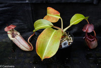 Nepenthes burbidgeae x robcantleyi, BE-3577
