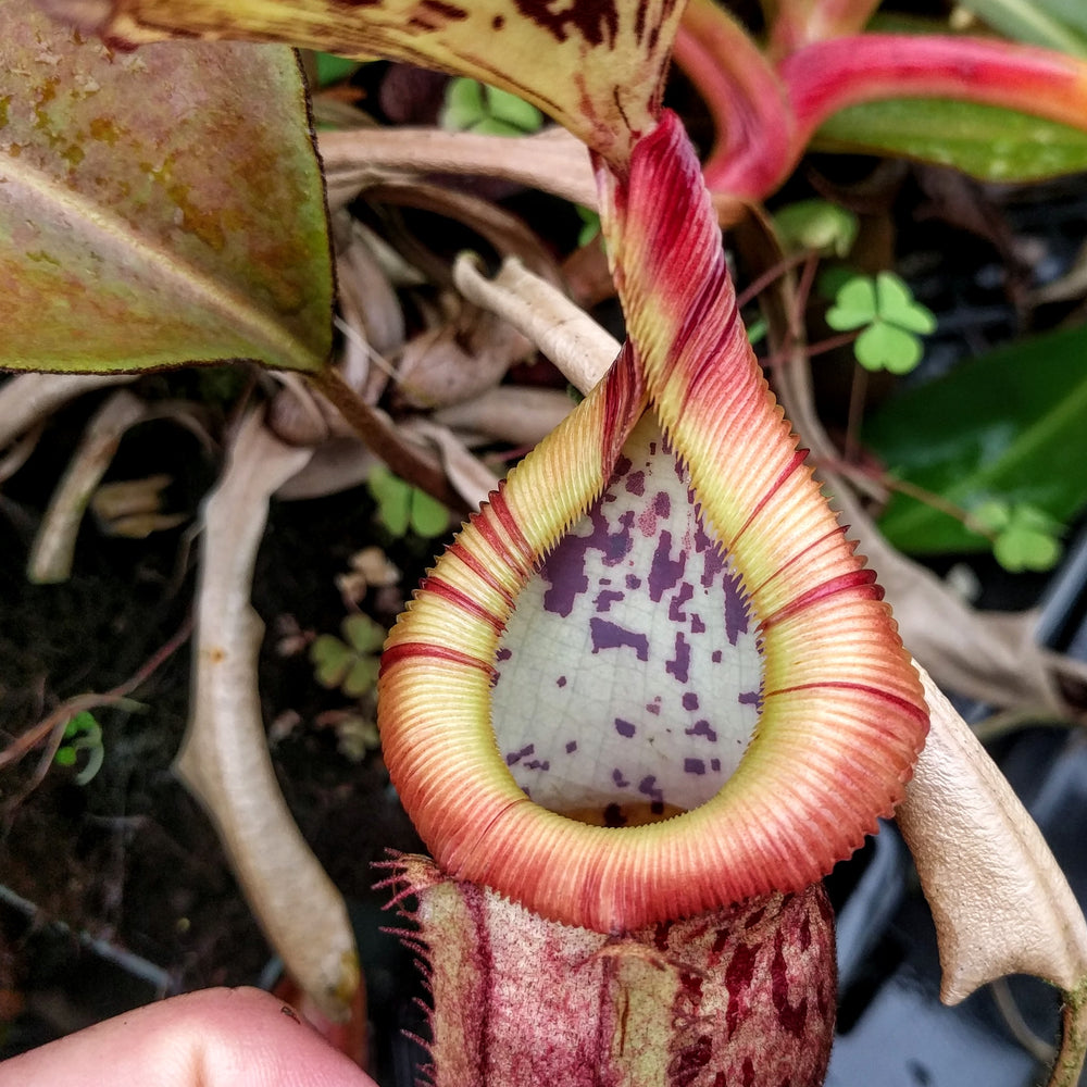 
                      
                        Nepenthes burbidgeae x edwardsiana MT
                      
                    