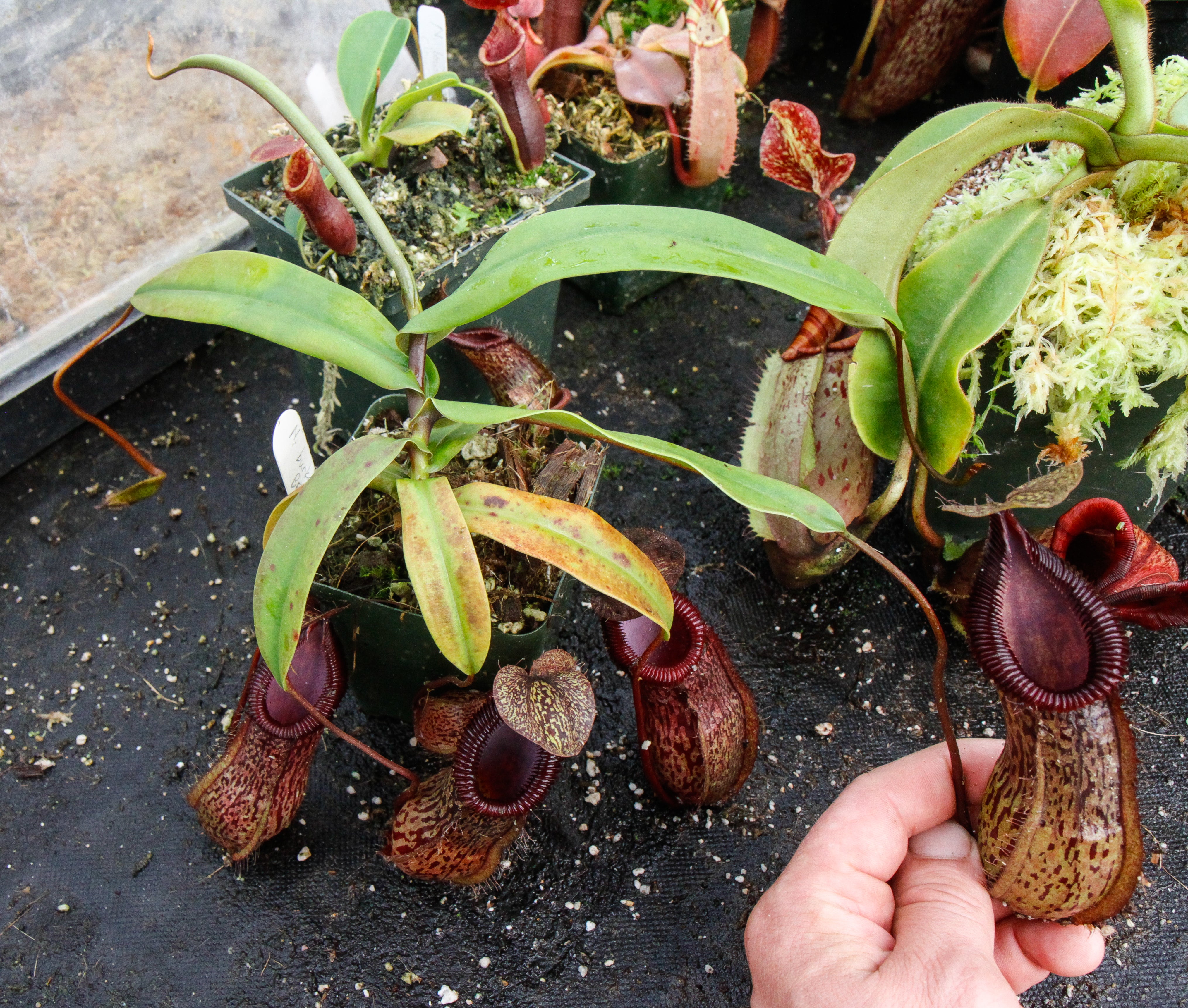 Nepenthes burkei x hamata – Carnivero