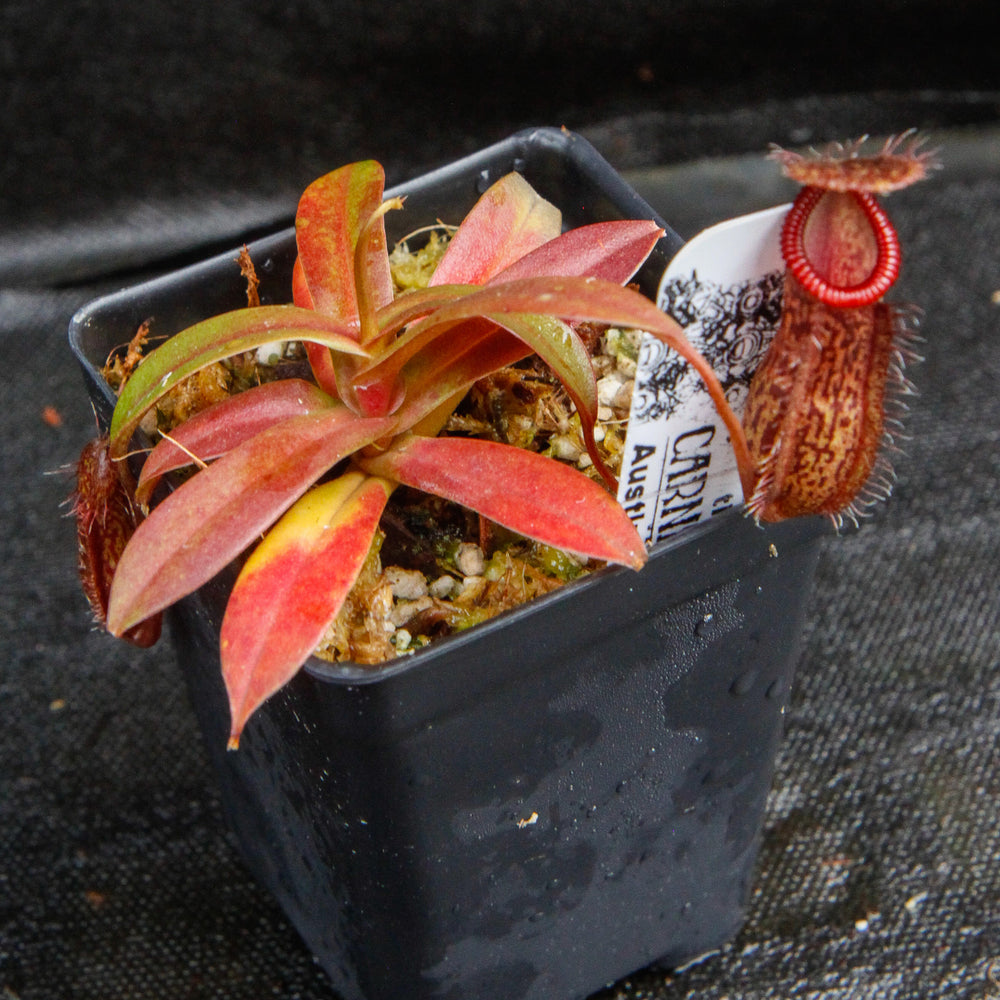 Nepenthes burkei x hamata, BE-3747