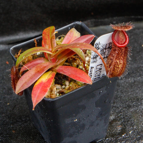 Nepenthes burkei x hamata BE-3747 with pink red leaves and a hanging red pitcher in a black pot.