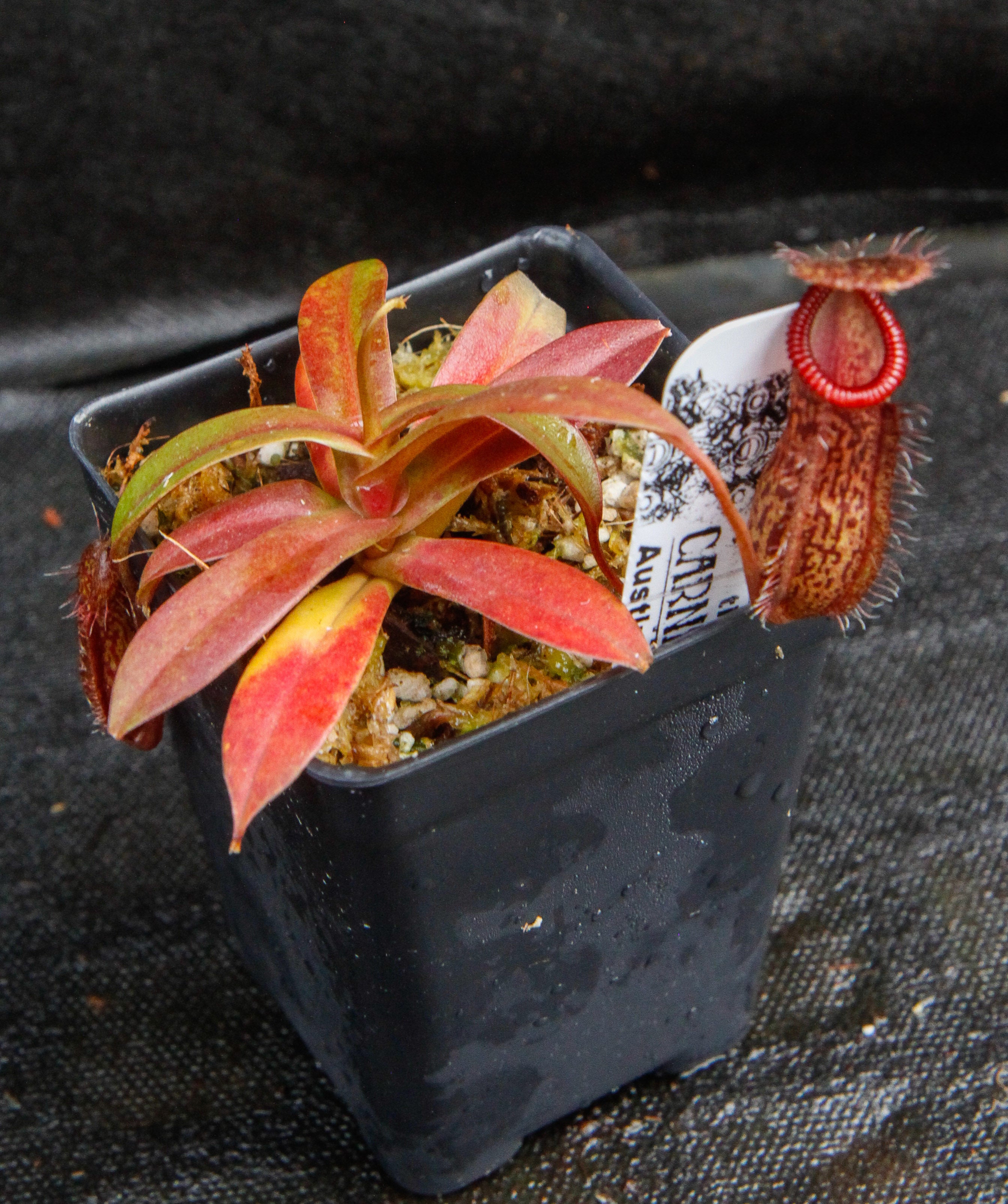 Nepenthes burkei x hamata – Carnivero