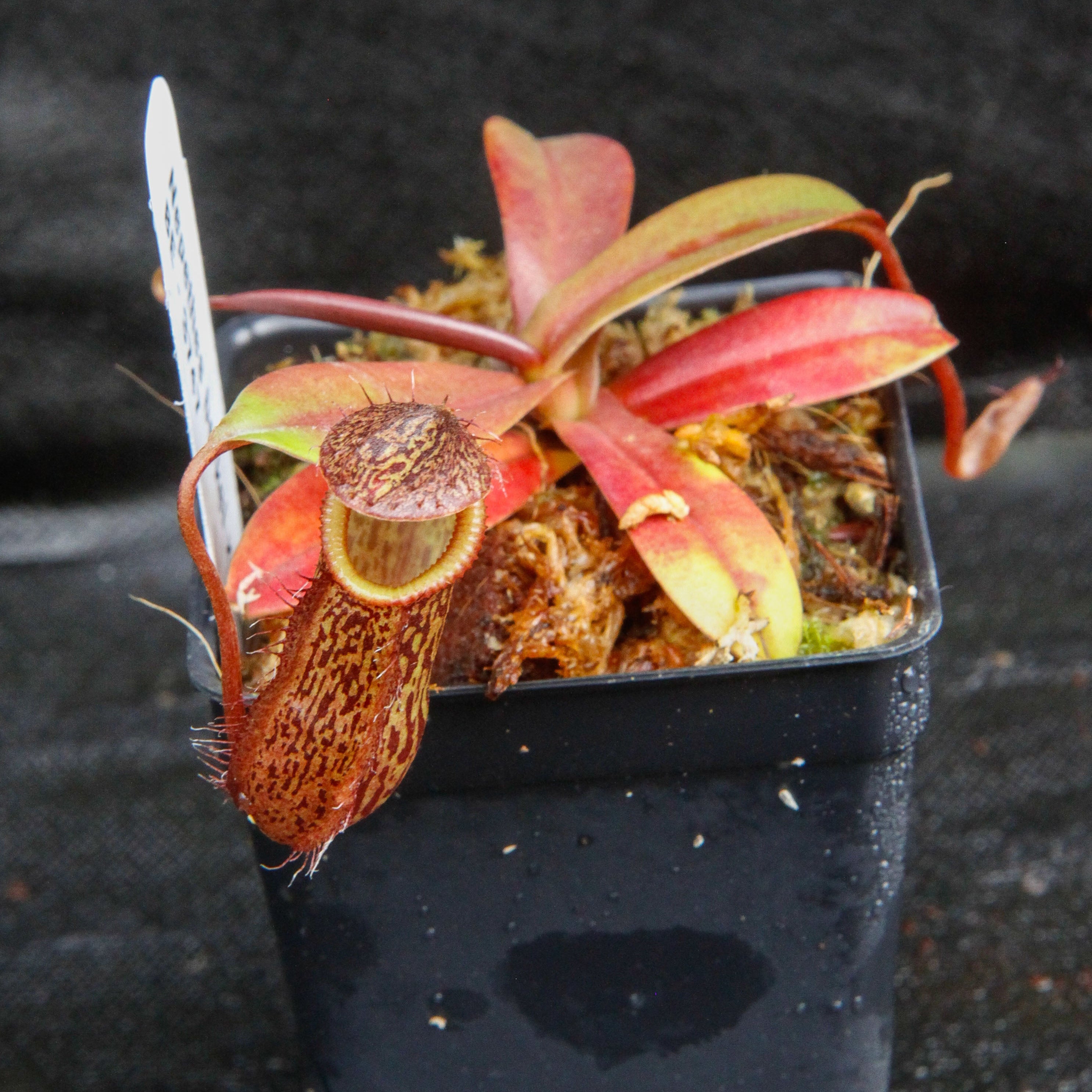 Nepenthes burkei x hamata, BE-3747 – Carnivero