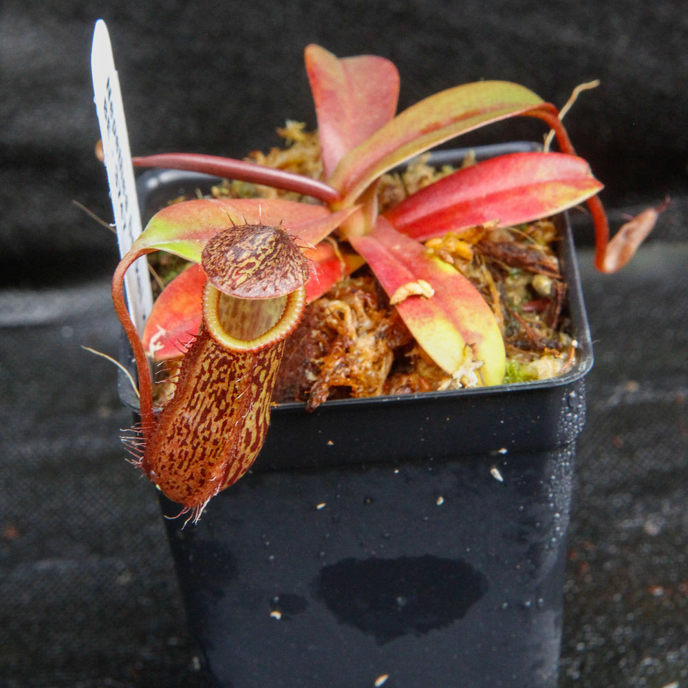 
                      
                        Nepenthes burkei x hamata, BE-3747
                      
                    