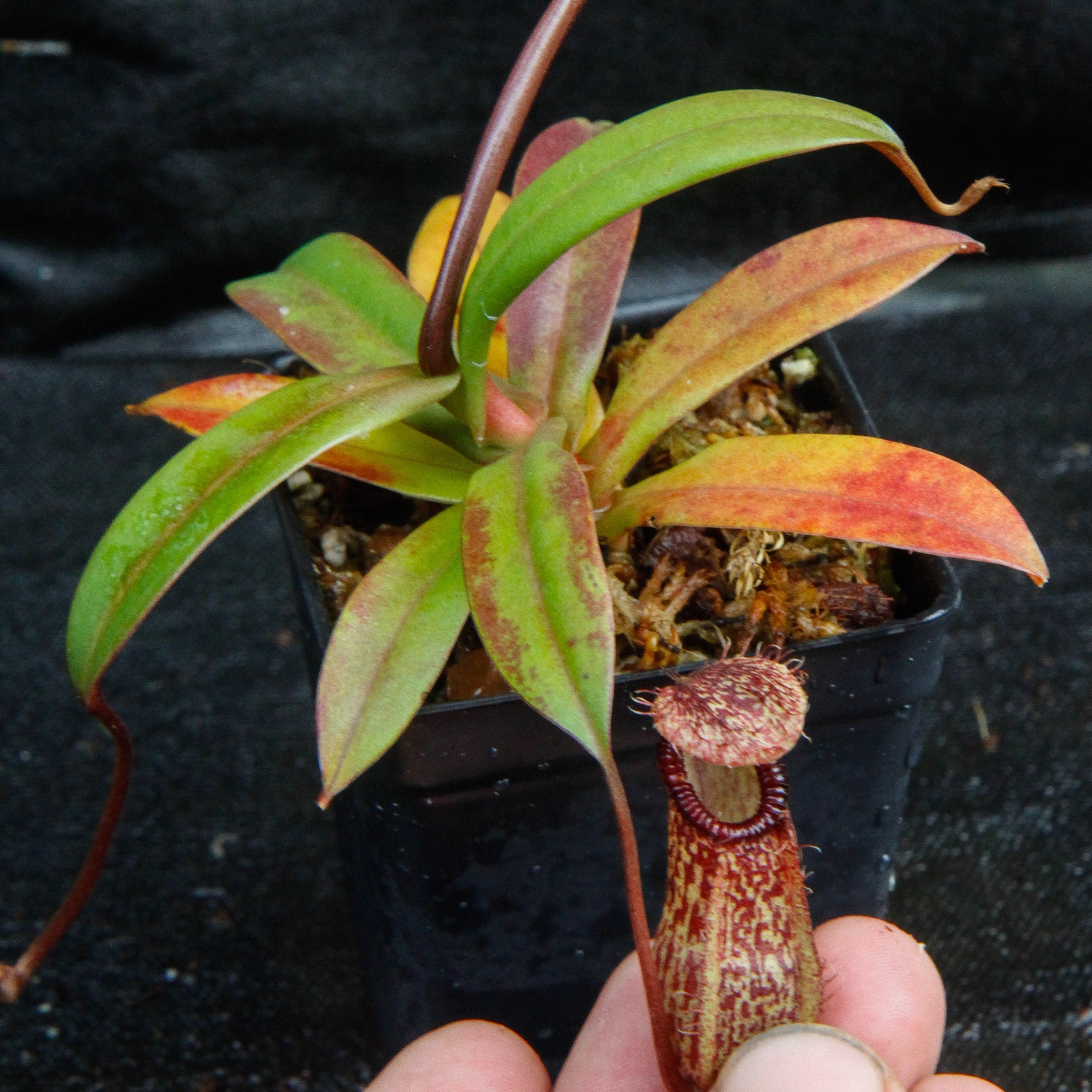 Nepenthes burkei x hamata, BE-3747 – Carnivero