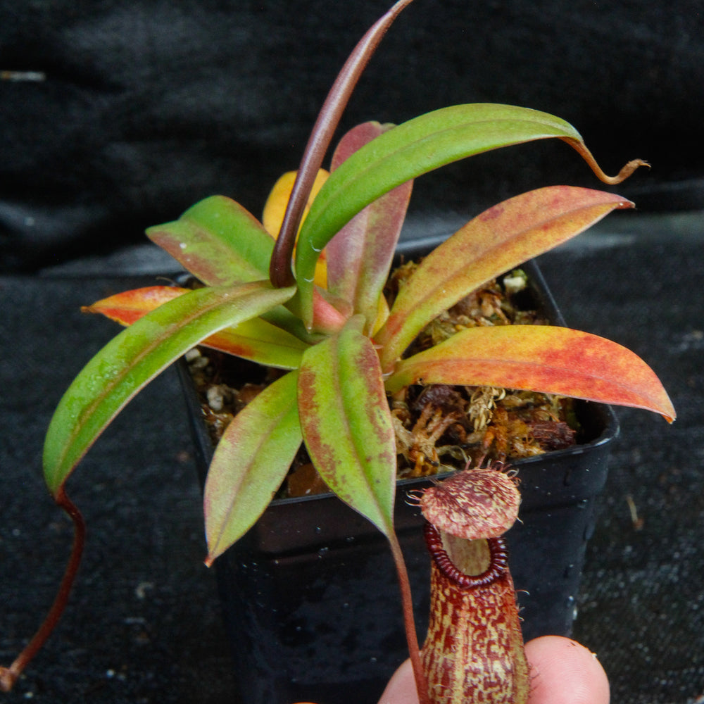 Nepenthes burkei x hamata, BE-3747