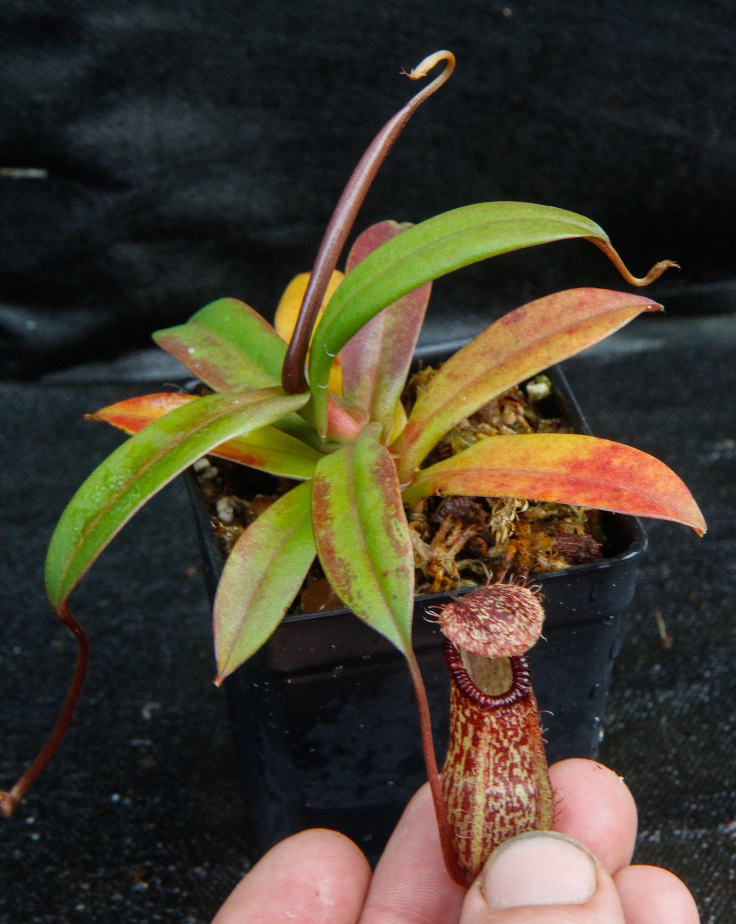 Nepenthes burkei x hamata, BE-3747