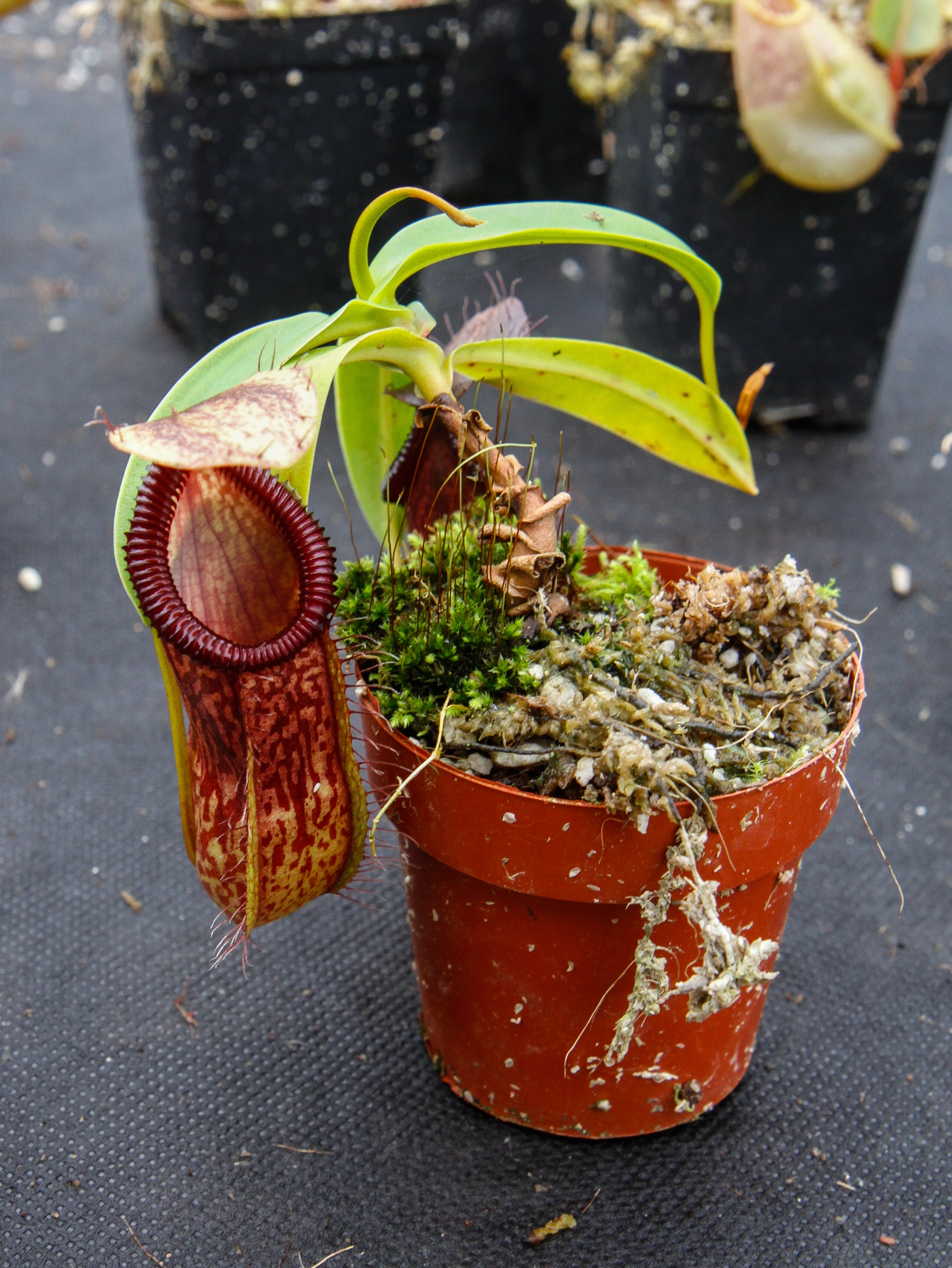 Nepenthes burkei x hamata ネペンテス　食虫植物 Nepenthes burkei x hamata – Carnivero