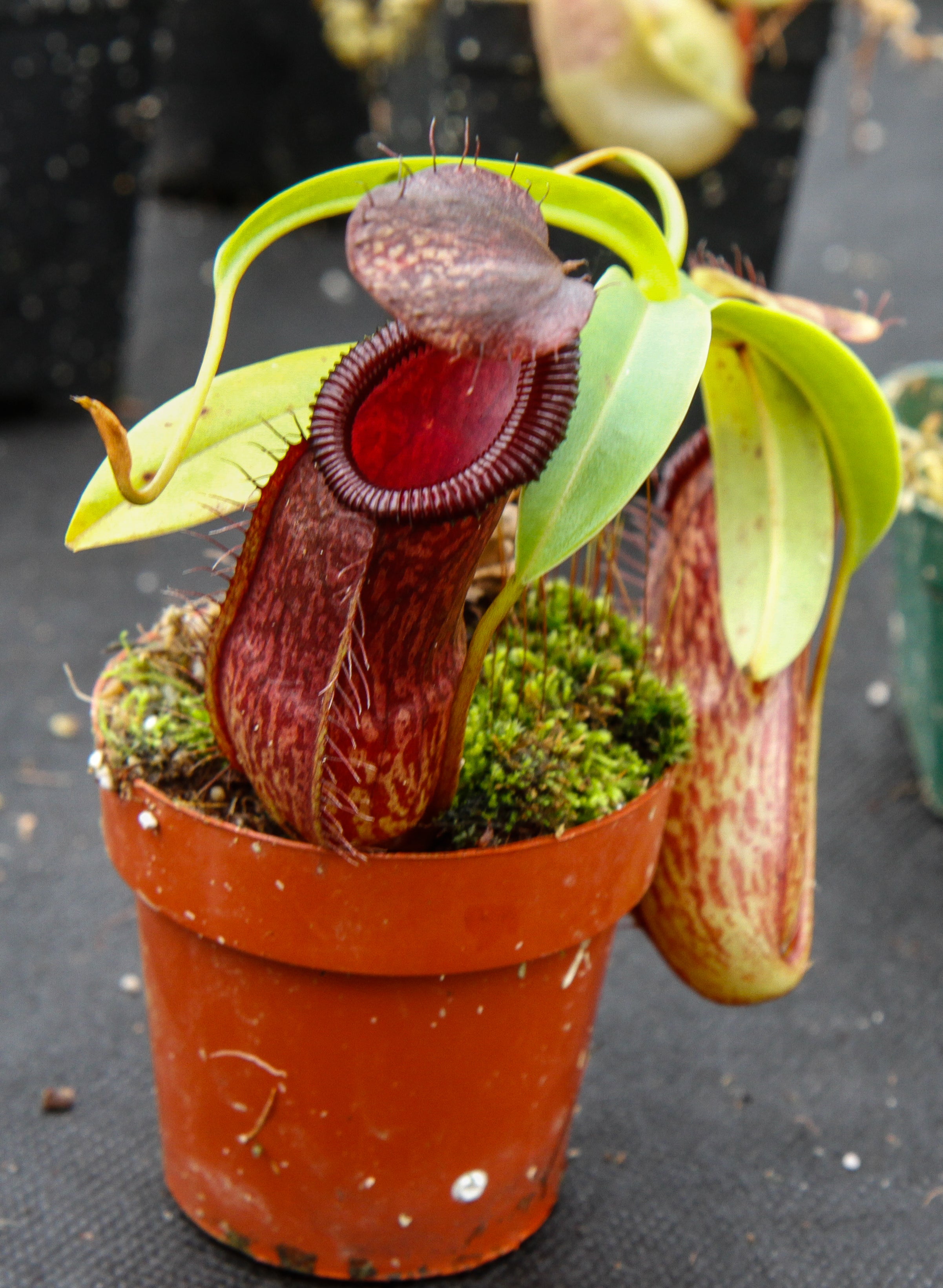 Nepenthes burkei x hamata – Carnivero