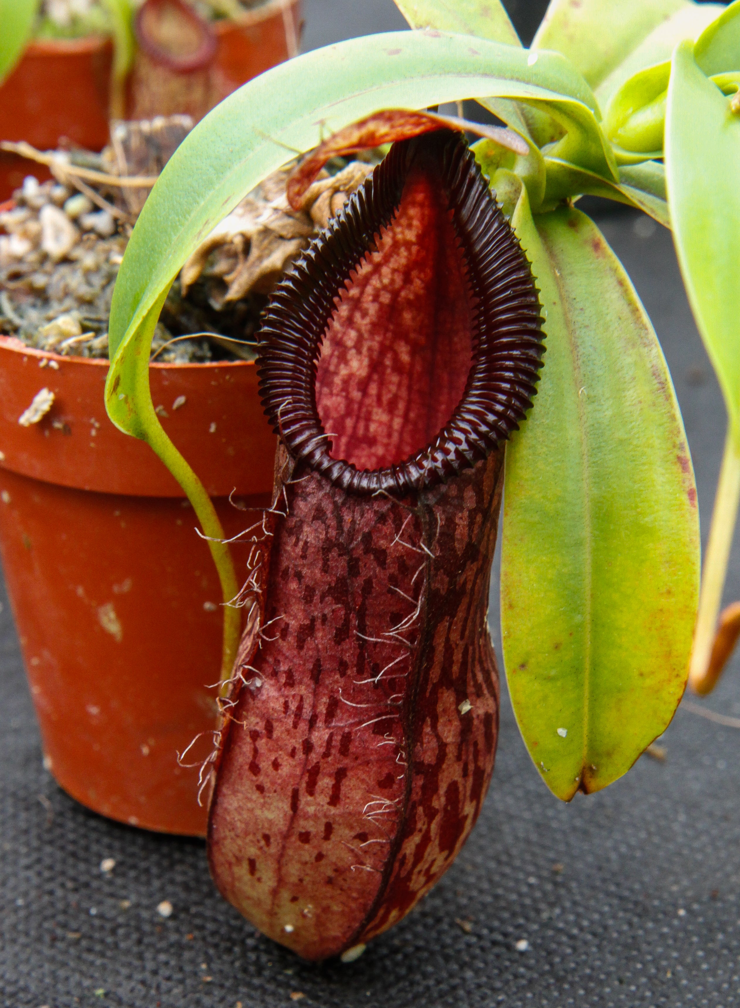 Nepenthes burkei x hamata – Carnivero