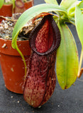 Nepenthes burkei x hamata