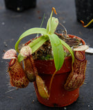 Nepenthes burkei x hamata