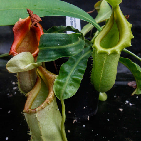 Nepenthes burkei x veitchii plant with a long pale green pitcher and broad leaves against a dark background