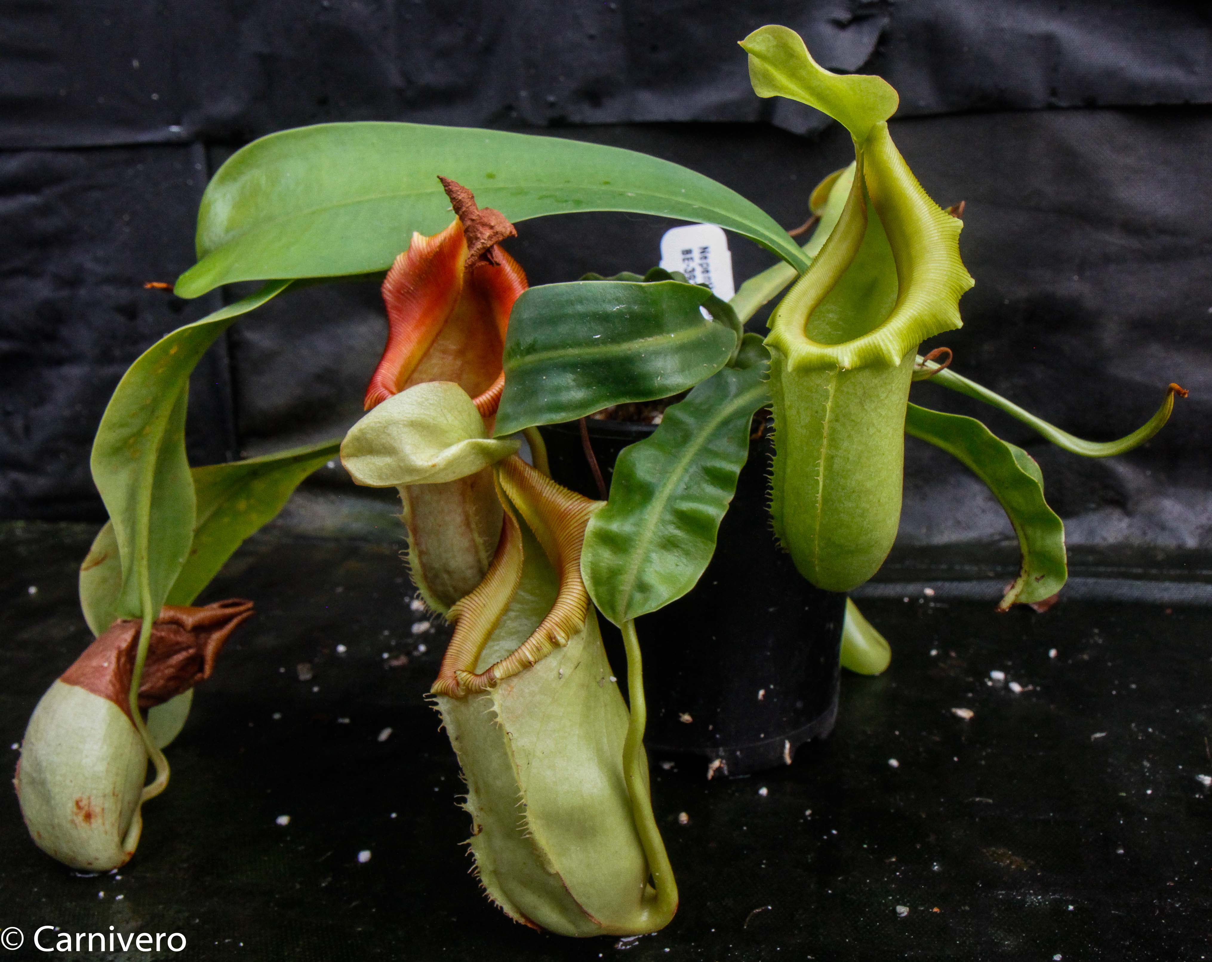 Nepenthes burkei x veitchii – Carnivero