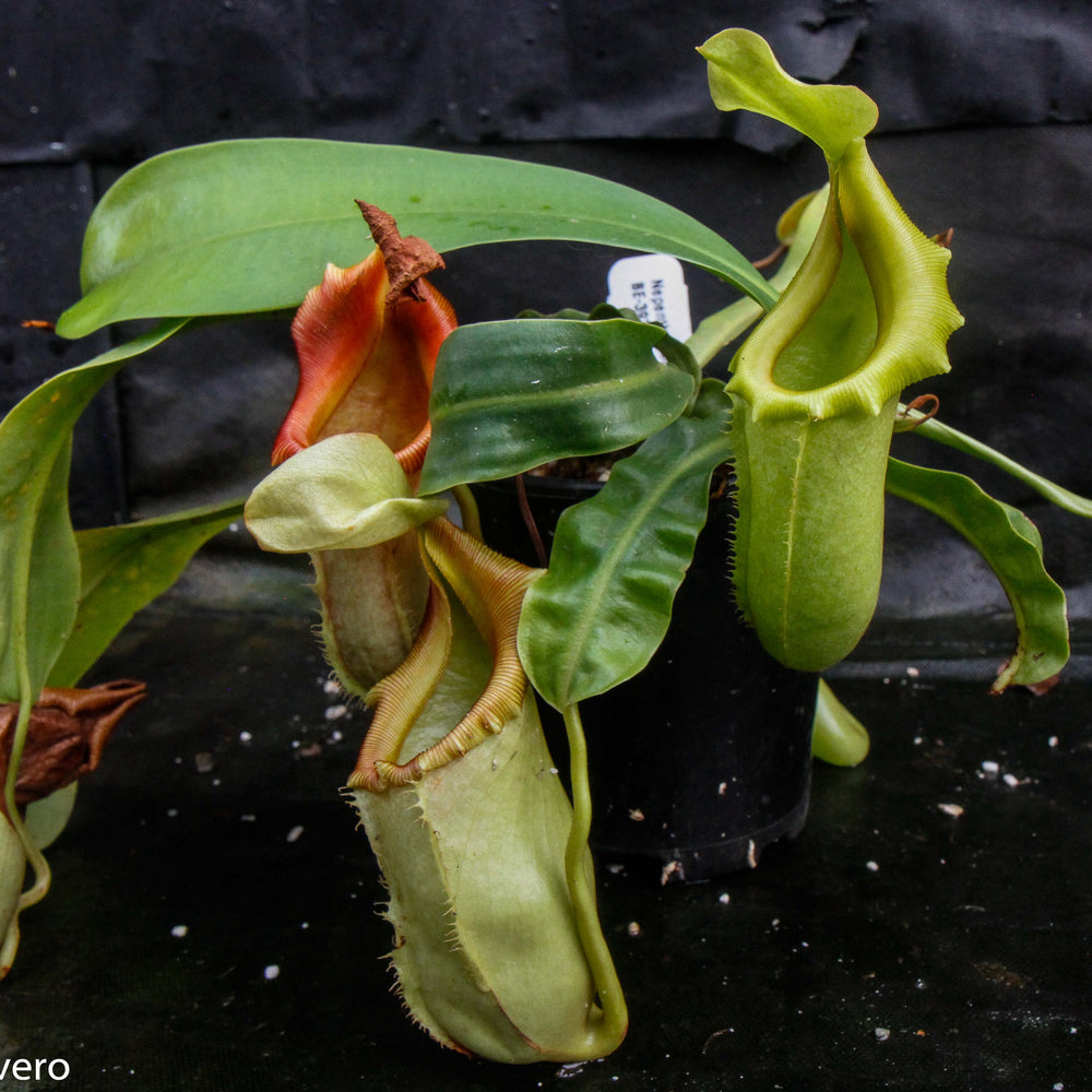 Nepenthes burkei x veitchii