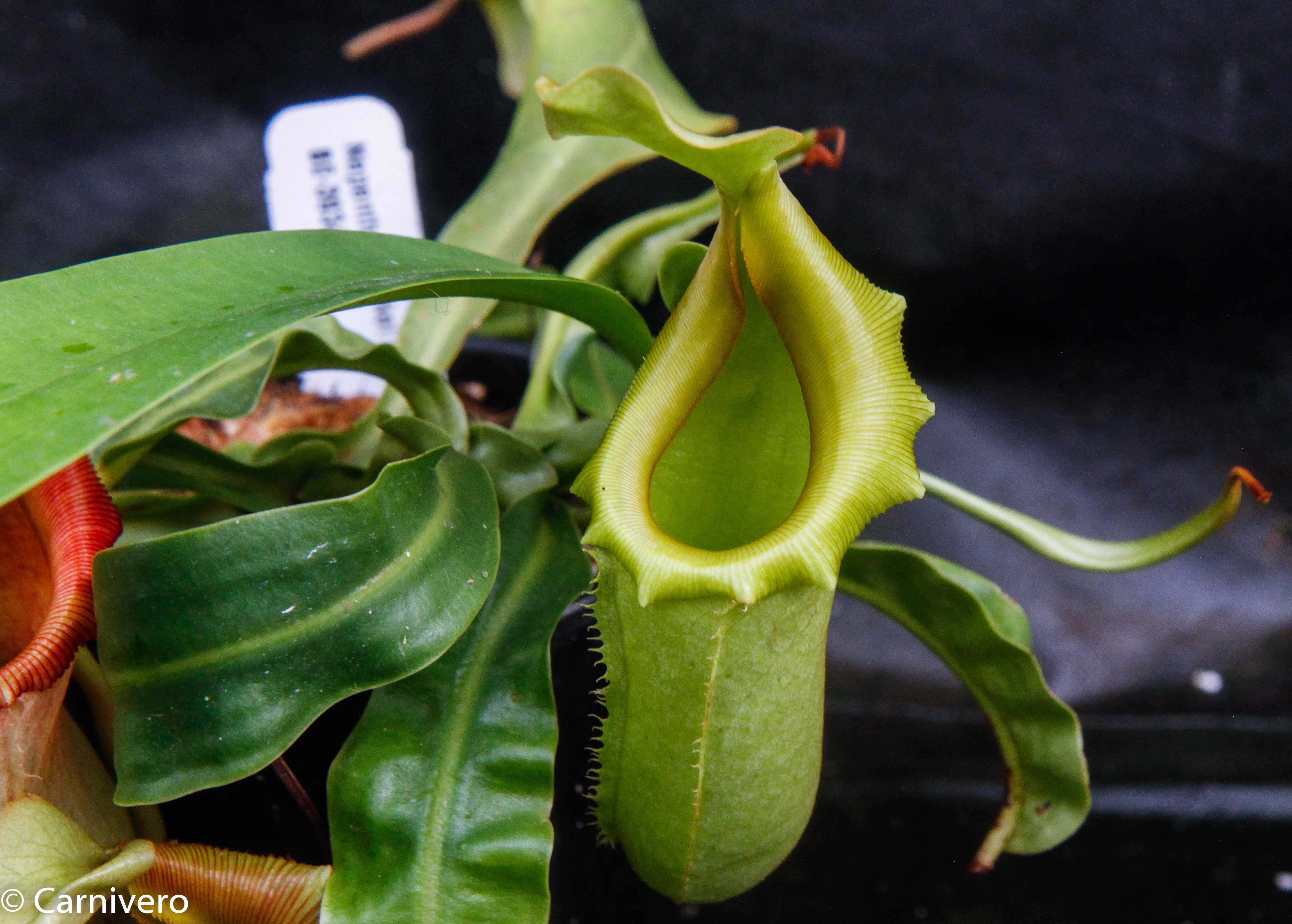 Nepenthes burkei x veitchii – Carnivero
