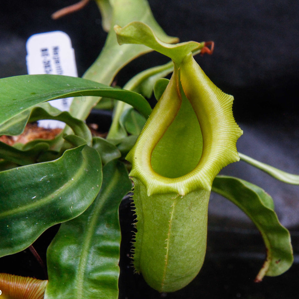 
                      
                        Nepenthes burkei x veitchii
                      
                    