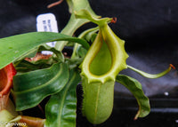 Nepenthes burkei x veitchii