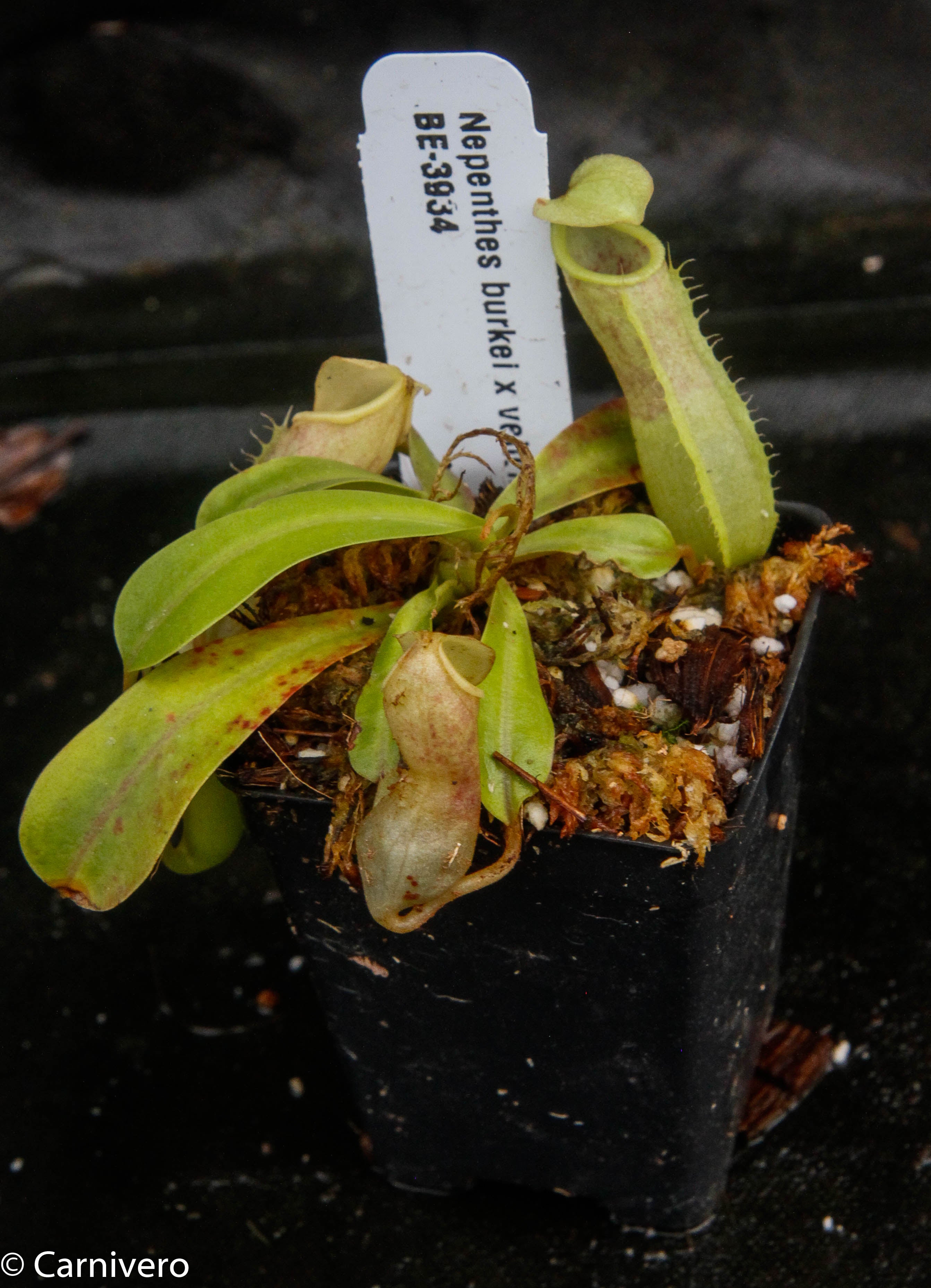 Nepenthes burkei x veitchii – Carnivero