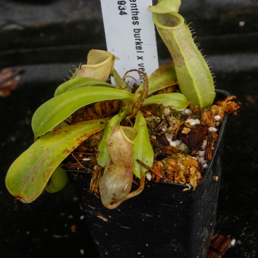 
                      
                        Nepenthes burkei x veitchii
                      
                    