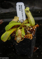 Nepenthes burkei x veitchii