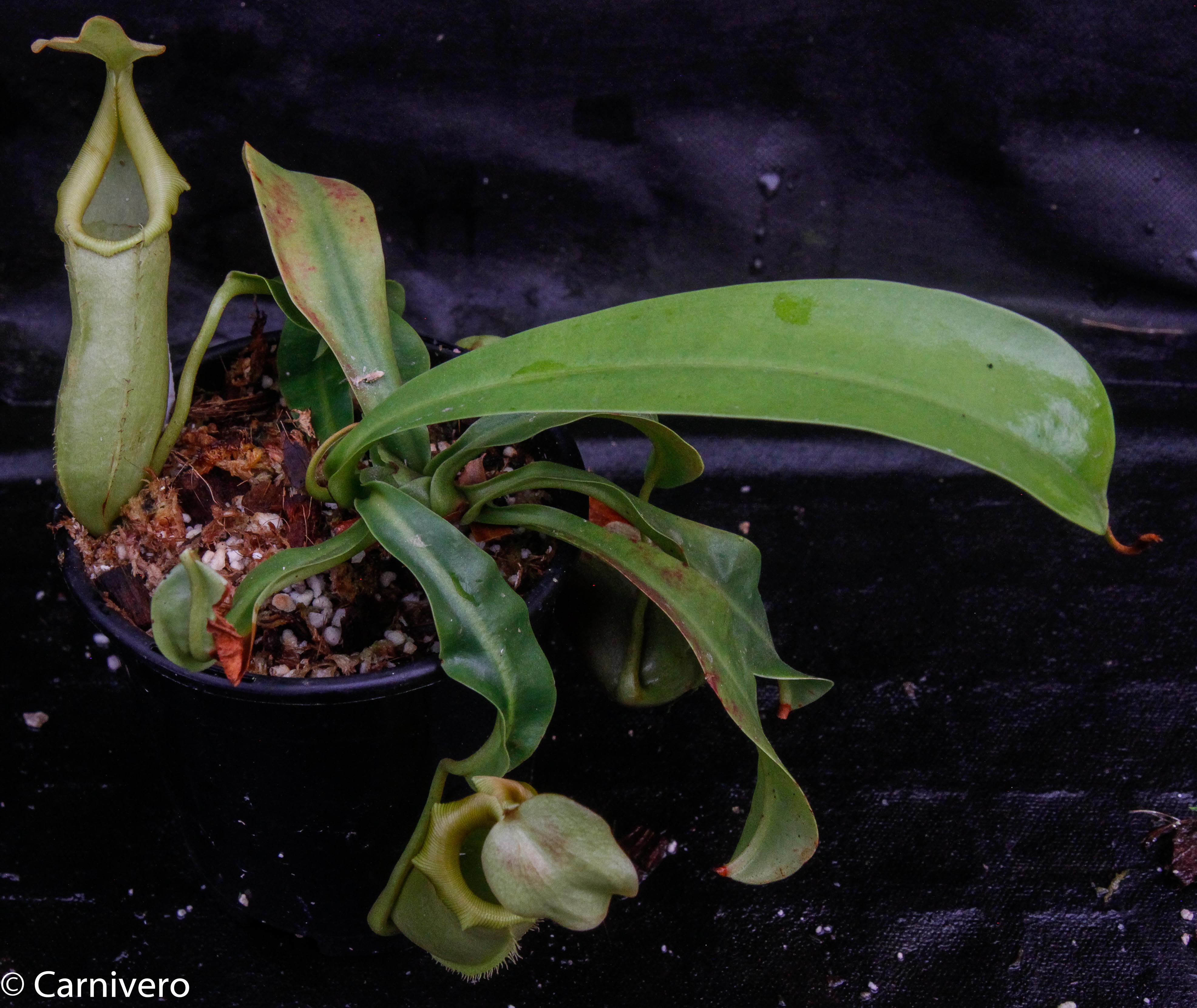Nepenthes burkei x veitchii – Carnivero