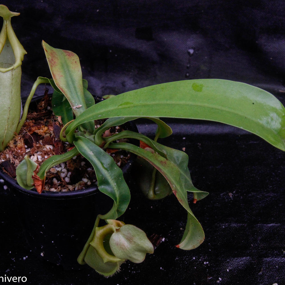 
                      
                        Nepenthes burkei x veitchii
                      
                    
