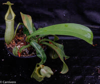 Nepenthes burkei x veitchii