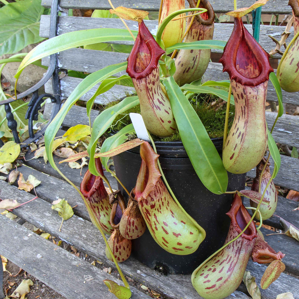 Nepenthes burkei