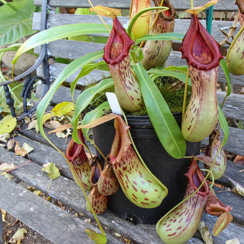 Nepenthes burkei plant with large speckled green pitchers in a black pot on a wooden bench