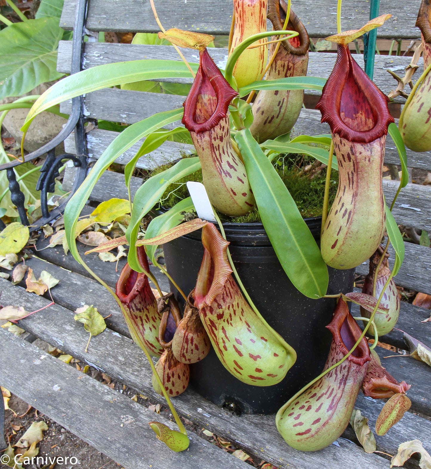Nepenthes burkei