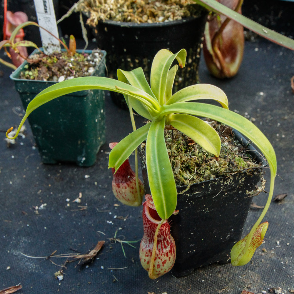 Nepenthes burkei
