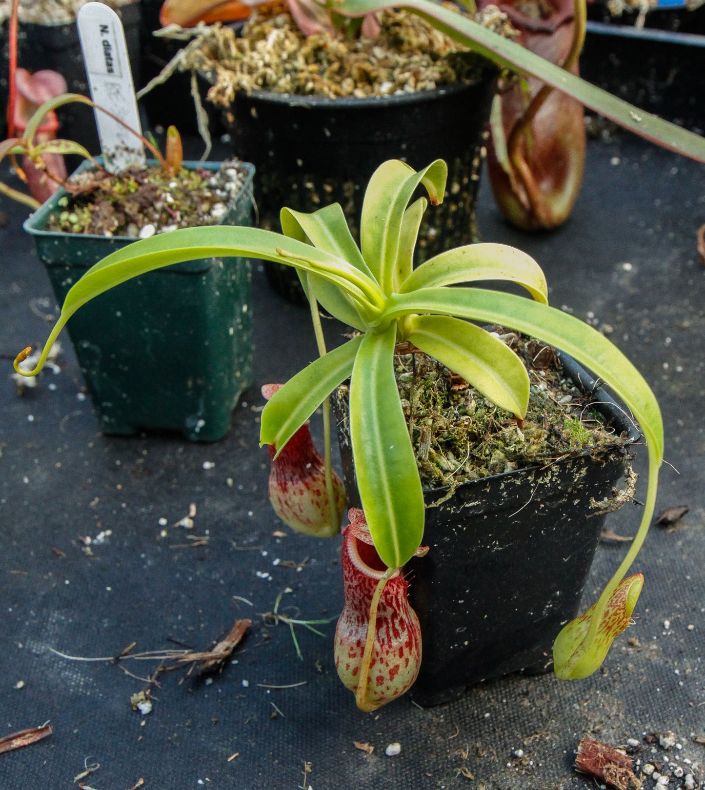Nepenthes burkei
