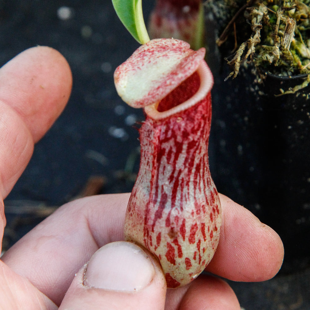 
                      
                        Nepenthes burkei
                      
                    