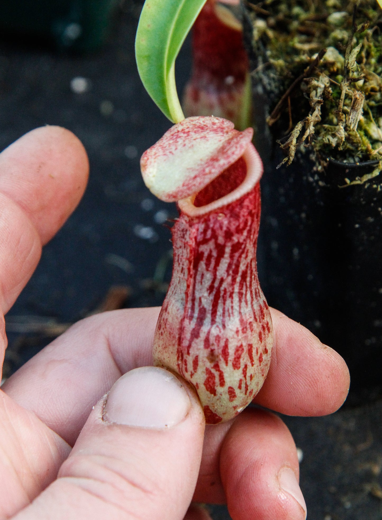 Nepenthes burkei