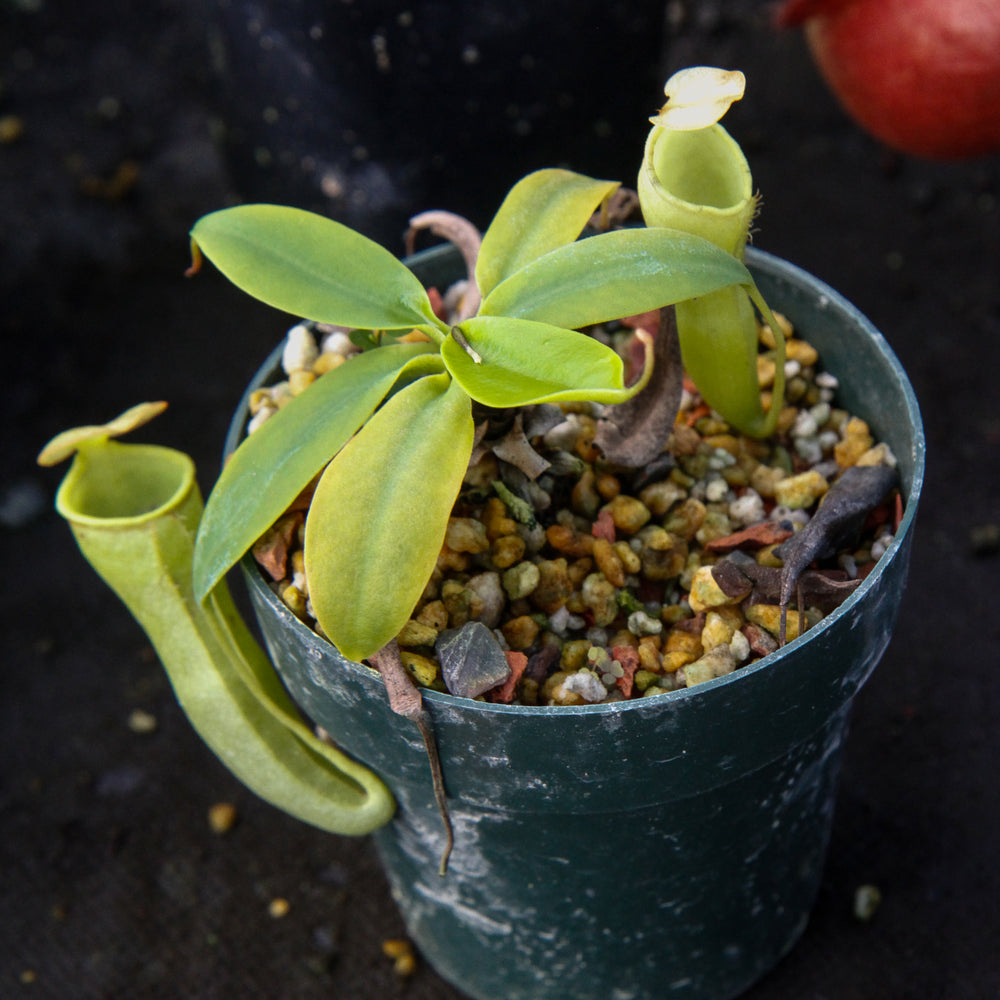 
                      
                        Nepenthes campanulata, BE-3044
                      
                    
