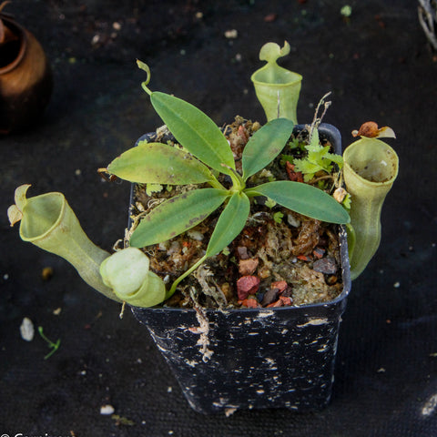Nepenthes campanulata BE-3044 compact plant with broad light green leaves and several pale tubular pitchers in a gravel filled pot