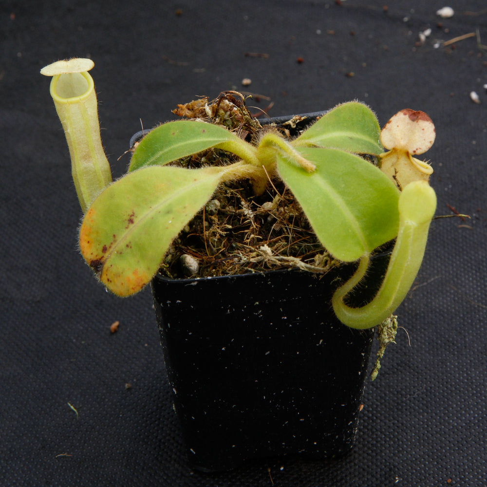 
                      
                        Nepenthes chaniana, BE-3673
                      
                    