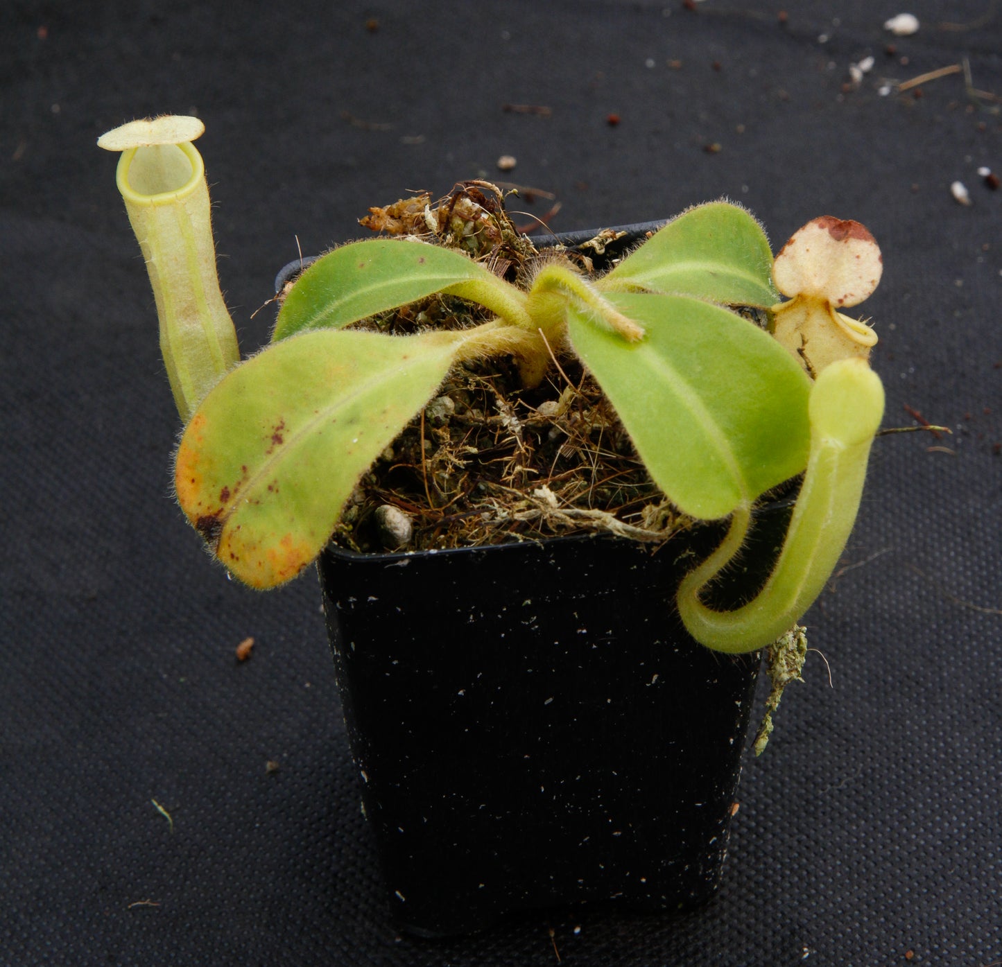 Nepenthes chaniana, BE-3673