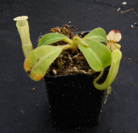 Nepenthes chaniana
