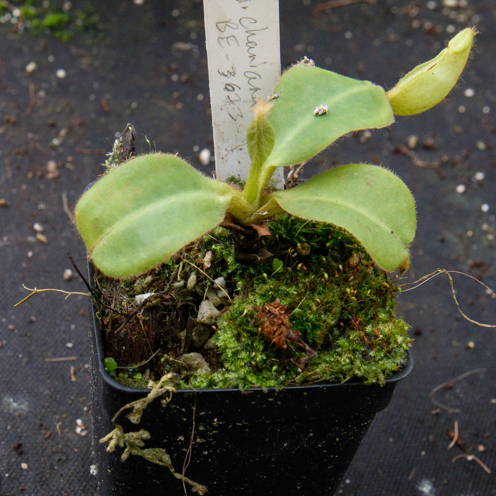 
                      
                        Nepenthes chaniana, BE-3673
                      
                    